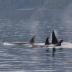 Whale watching - Johnstone Strait